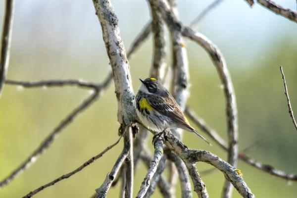 Oiseau (Paruline À Croupion Jaune) 196