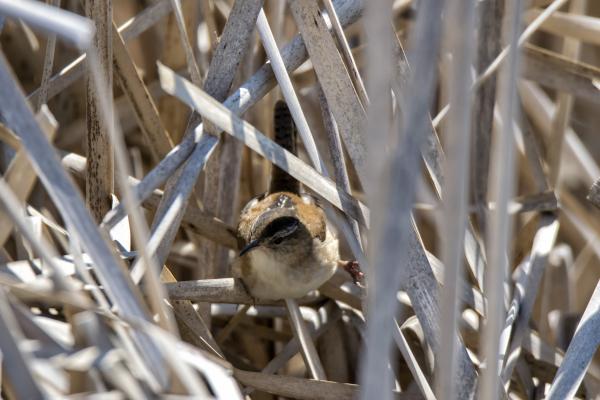 Oiseau (Troglodyte Des Marais) 278