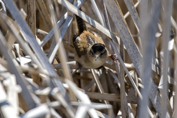 Oiseau (Troglodyte Des Marais) 280