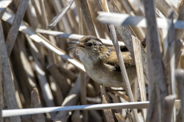 Oiseau (Troglodyte Des Marais) 293