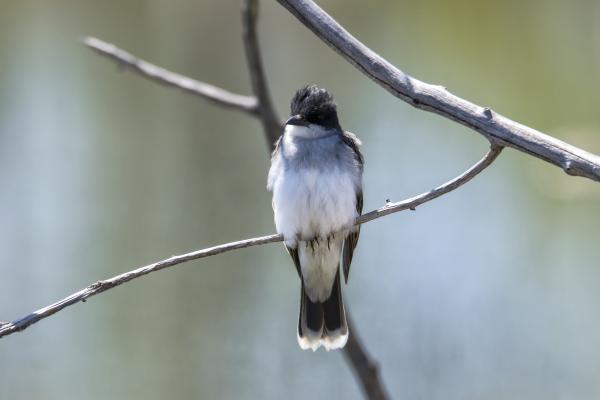 Oiseau (Tyran Tritri) 236