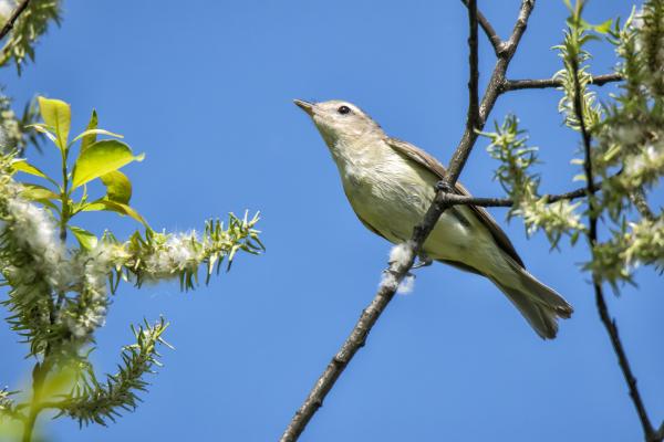 Oiseau (Viréo Mélodieux) 003