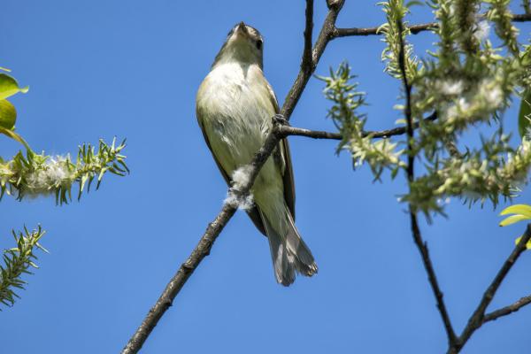 Oiseau (Viréo Mélodieux) 005