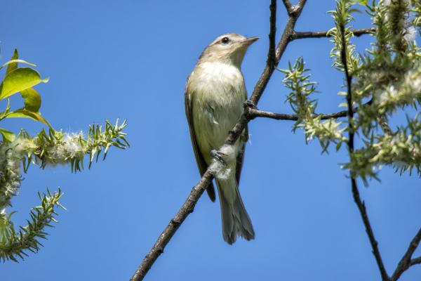 Oiseau (Viréo Mélodieux) 006