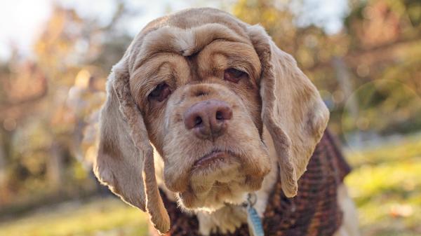 Old dog