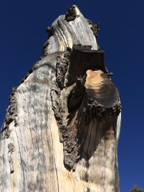 Old Juniper / Usual Arizona Sky