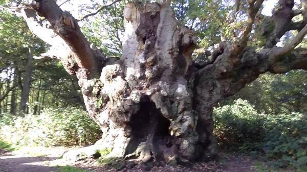 Old Knobbly