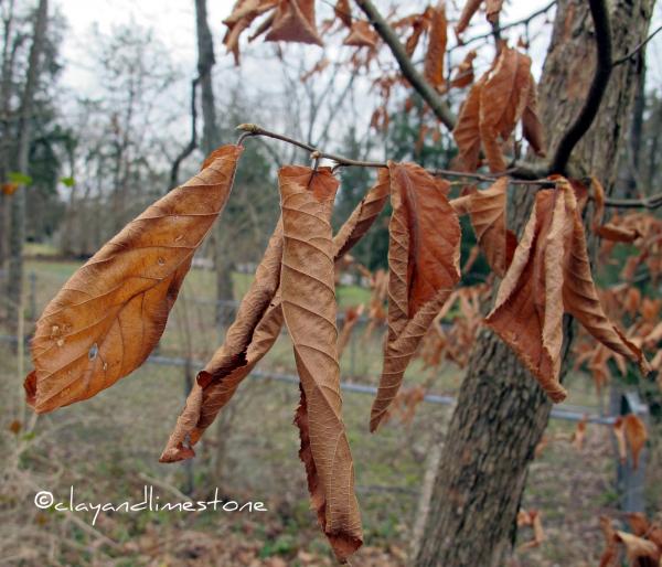 Old leaves