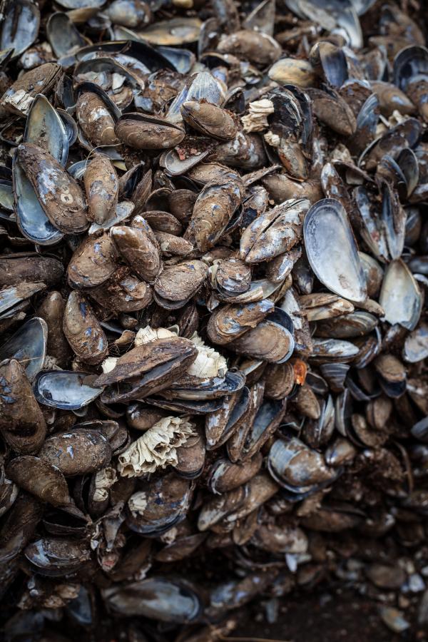 Old Sea Shells Texture