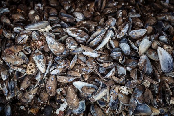 Old Sea Shells Texture