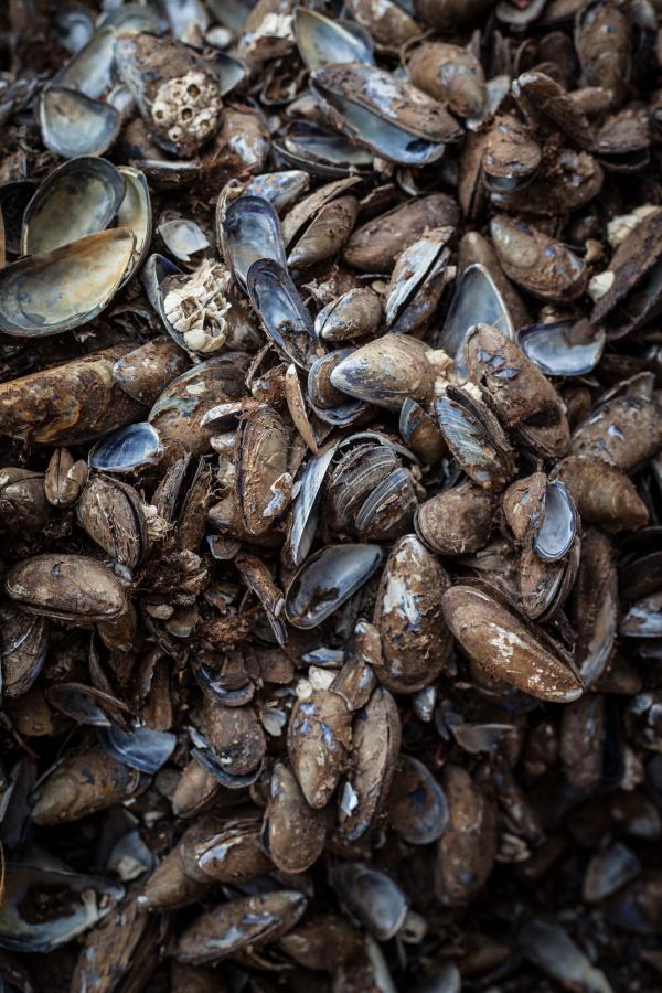 Old Sea Shells Texture