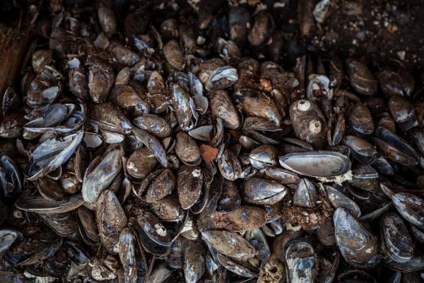 Old Sea Shells Texture