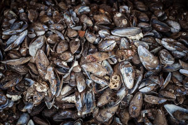 Old Sea Shells Texture
