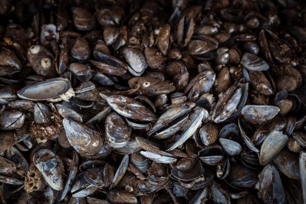 Old Sea Shells Texture