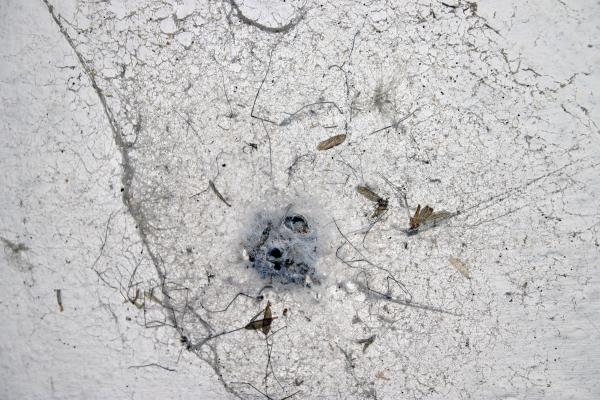 Old spider web