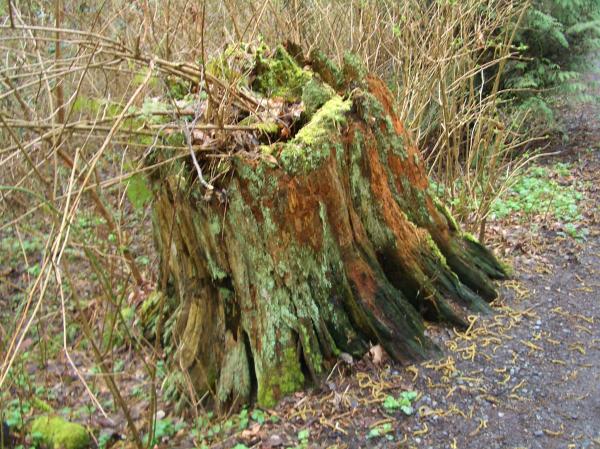 Old tree stump