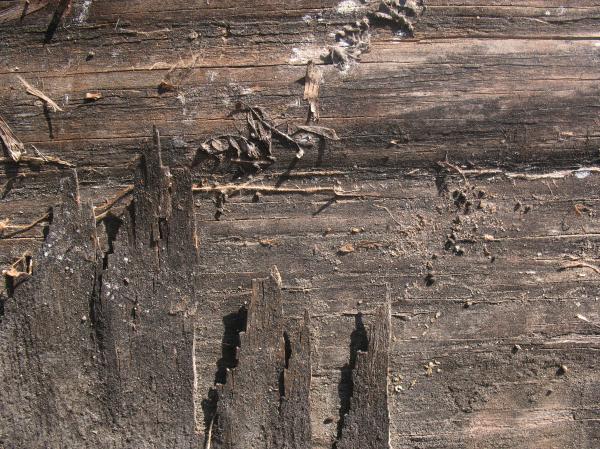 Old Wood Texture
