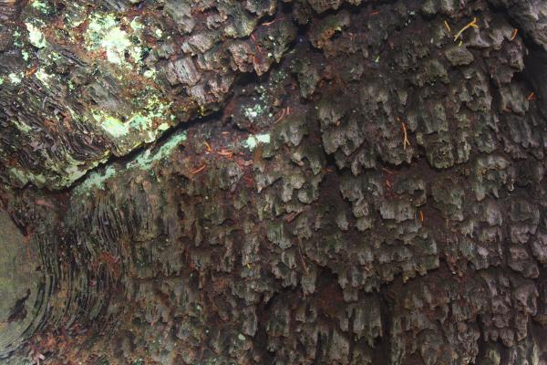 Old wood texture