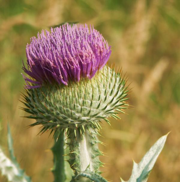 Onopordum acanthium flower