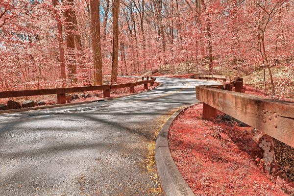 Opalescent Forest Road - HDR
