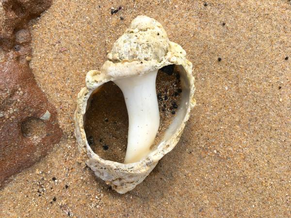 Open as in Sea Shell