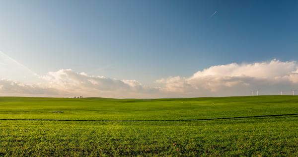 Grass Field