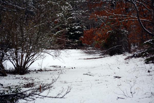 Opening in Forest covered by snow