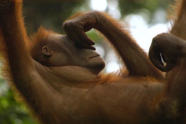 Orang