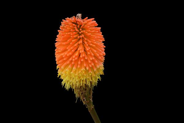 Orange and Yellow Exotic Plant