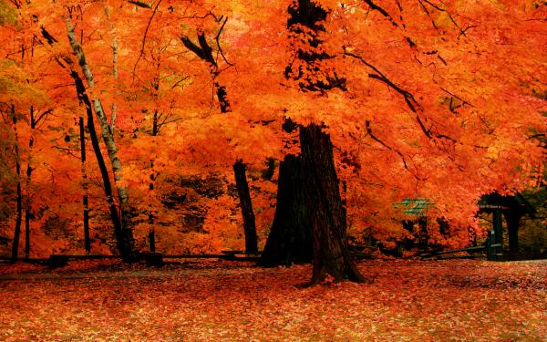 Orange Autumn Trees