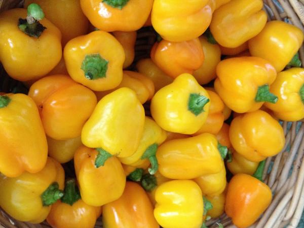 Yellow Pepper