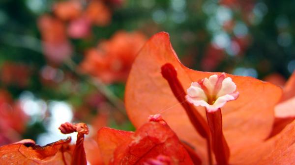 Orange bougenville