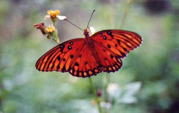 Orange Butterfly