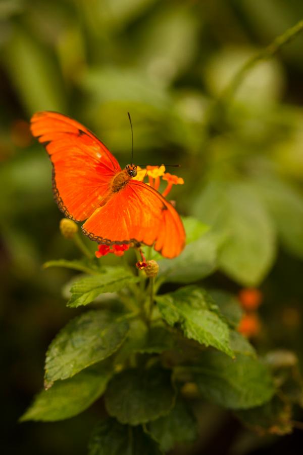 Orange Butterfly