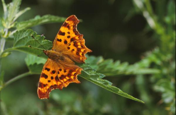 Orange butterfly