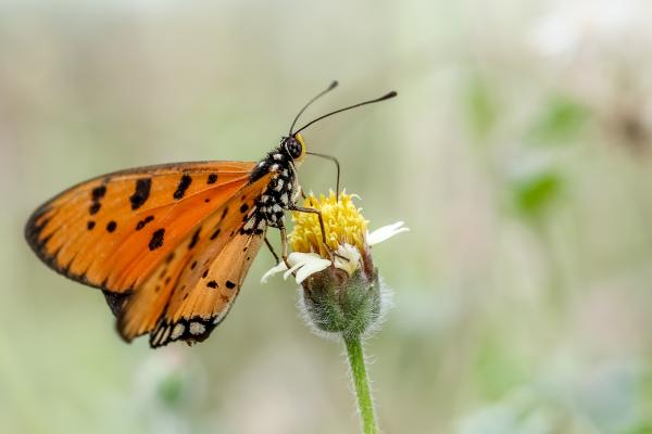 Orange butterfly