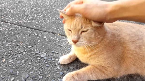 Orange cat