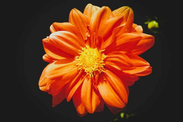 Orange Daisy Flower in Close-up Photography