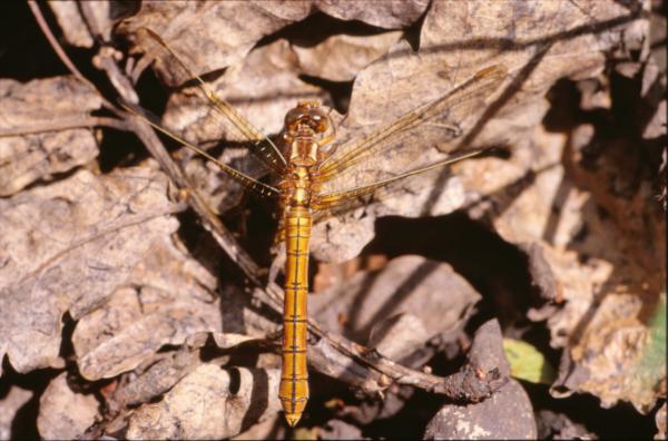 Orange dragonfly