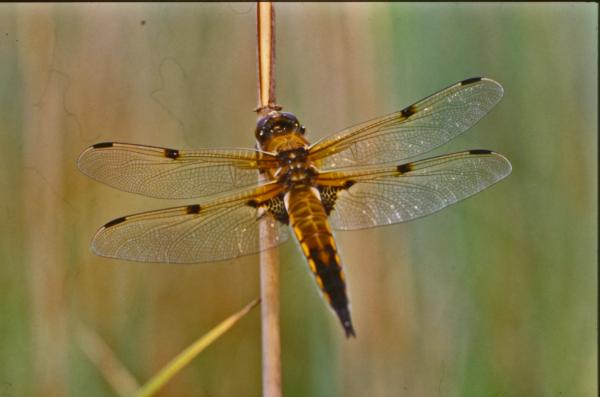 Orange dragonfly