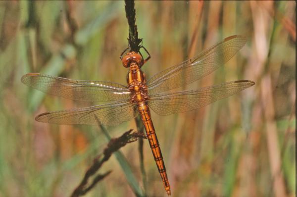 Orange dragonfly