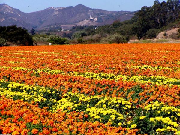 orange field
