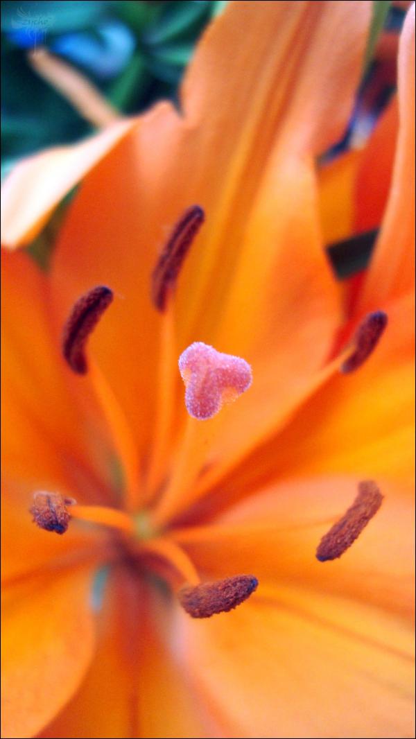 Orange Flower