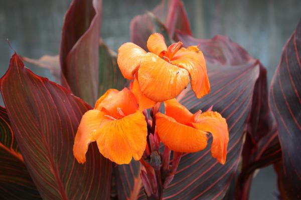 Orange flower