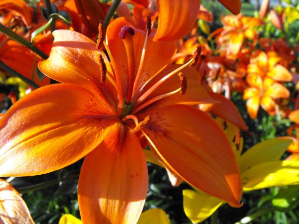 Orange Flower