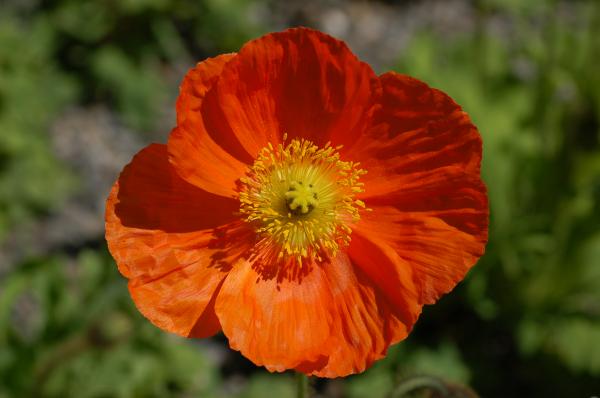 Orange Flower