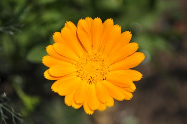 Orange flower
