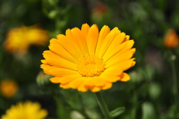 Orange flower