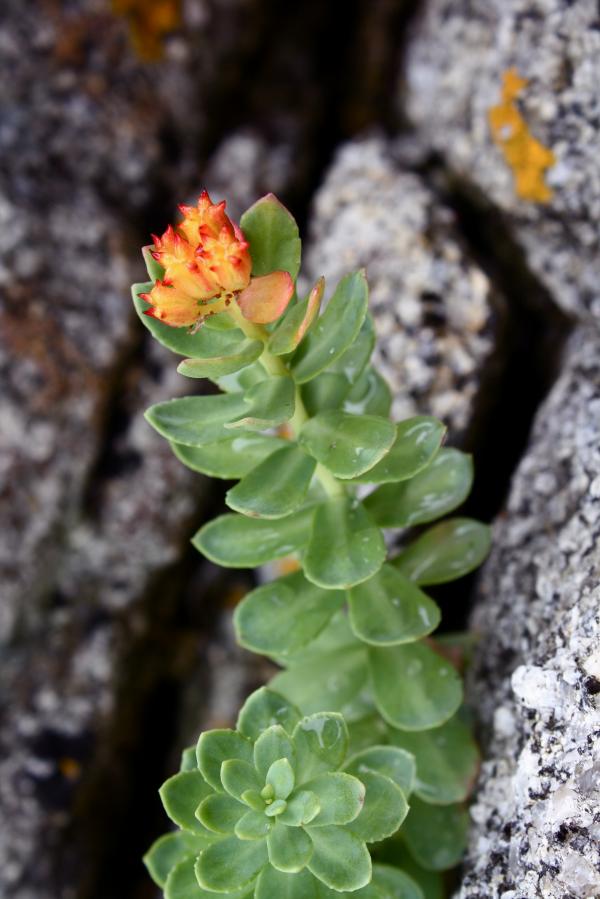 Orange Flower