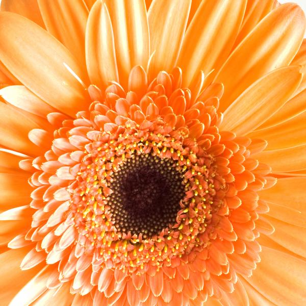 Orange Flower